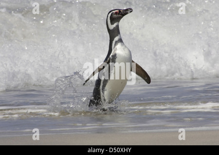 Magellanic penguin (Spheniscus magellanicus) venuta a terra