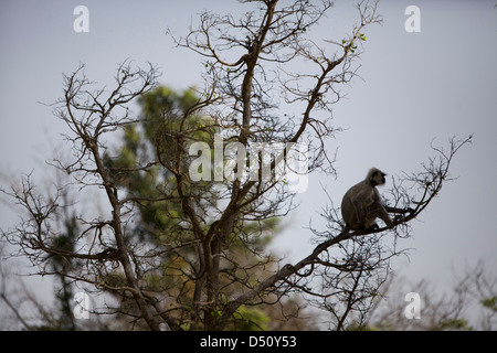 Hanuman Langur monkey, Parco Nazionale di Kanha nel Madhya Pradesh, India. Foto Stock