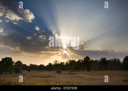 Tramonto nel Parco Nazionale di Kanha nel Madhya Pradesh, India. Foto Stock