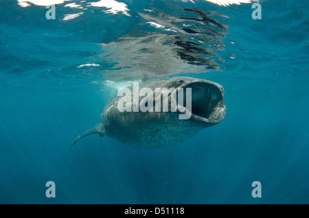 Squalo Balena, Rhincodon typus, ampia bocca aperta mentre si alimenta il plancton superficie vicino a Isla Mujeres Messico Foto Stock