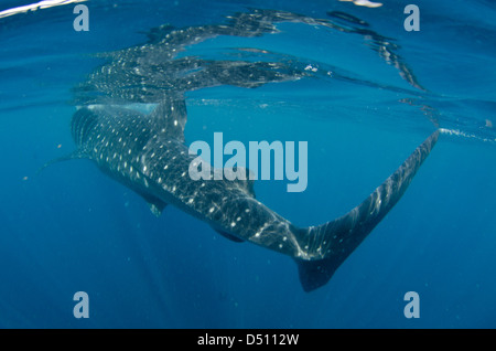 Squalo Balena, Rhincodon typus, si nutrono di plancton vicino alla superficie e snorkeler a Isla Mujeres Messico Foto Stock