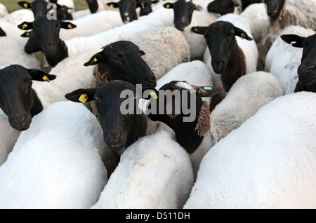 Nuovo Kätwin, Germania, Dorperschafe Foto Stock