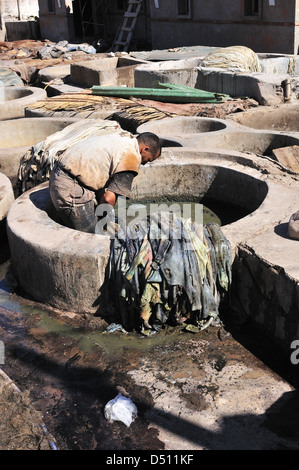 L'uomo che tende alle pelli di mucca che si immerge in acqua nei tini presso le concerie di Marrakech, Marocco, Africa del Nord Foto Stock