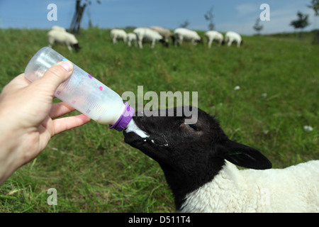 Nuovo Kätwin, Germania, giovani Dorperschaf viene sollevata con la bottiglia Foto Stock