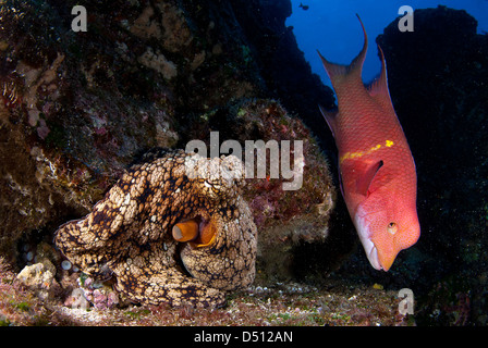 Hogfish messicano, Bodianus diplotaenia e polpo San Benedicto isola revillagigedo arcipelago, oceano pacifico Messico Foto Stock