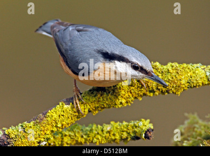 Picchio muratore (Sitta europaea) Foto Stock