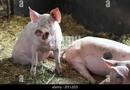 Villaggio splendente, Germania, Biofleischproduktion, maiale domestico sbadigli Foto Stock