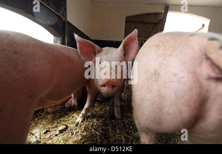 Villaggio splendente, Germania, Biofleischproduktion, maiale domestico nel ritratto Foto Stock