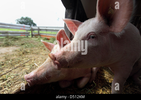 Villaggio splendente, Germania, Biofleischproduktion, porcellino guardare fuori la loro pressione di stallo fuori all'aperto Foto Stock