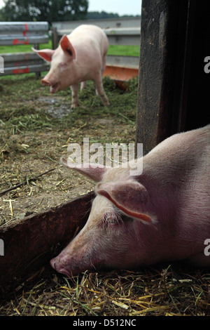 Villaggio splendente, Germania, Biofleischproduktion, maiale domestico è apatico nella stalla Foto Stock