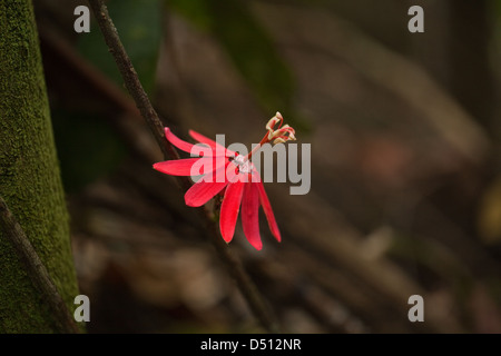 Fiore della passione Passiflora sp. Iwokerama foresta. La Guyana. Foto Stock