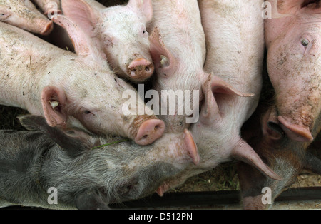 Villaggio splendente, Germania, Biofleischproduktion, suini vengono spinti in avanti a ciascun altro Foto Stock