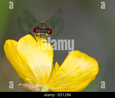 Pyrrhosoma nymphula, Rosso Grande maschio Damselfly passando da un fiore giallo Foto Stock