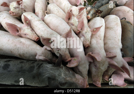 Villaggio splendente, Germania, Biofleischproduktion, suini vengono spinti in avanti a ciascun altro Foto Stock