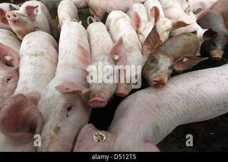 Villaggio splendente, Germania, Biofleischproduktion, suini vengono spinti in avanti a ciascun altro Foto Stock