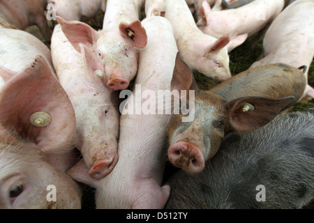 Villaggio splendente, Germania, Biofleischproduktion, suini vengono spinti in avanti a ciascun altro Foto Stock