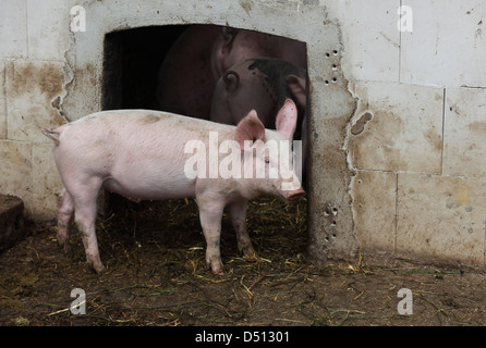 Villaggio splendente, Germania, Biofleischproduktion, maiale domestico si trova all'ingresso del suo granaio Foto Stock