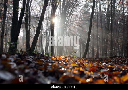 Nuovo Kätwin, Germania, rastrellando la luce nella foresta Foto Stock