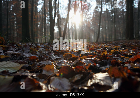 Nuovo Kätwin, Germania, foglie di autunno giacente a terra sotto il sole Foto Stock