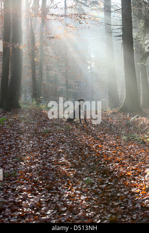 Nuovo Kätwin, Germania, dog sitter nella foresta da soli nella luce di posizione Foto Stock