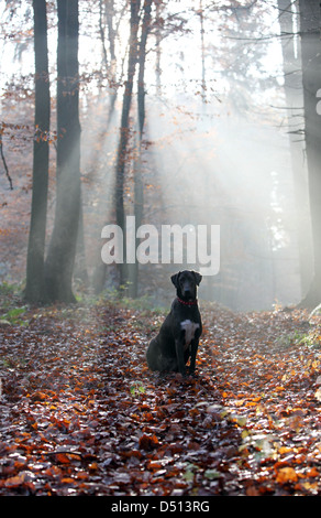 Nuovo Kätwin, Germania, dog sitter nella foresta da soli nella luce di posizione Foto Stock