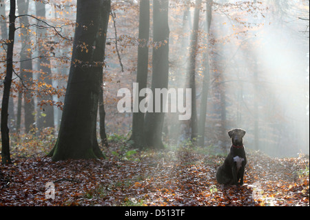 Nuovo Kätwin, Germania, dog sitter nella foresta da soli nella luce di posizione Foto Stock