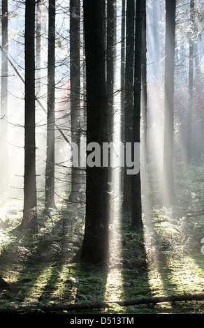 Nuovo Kätwin, Germania, rastrellando la luce nella foresta Foto Stock