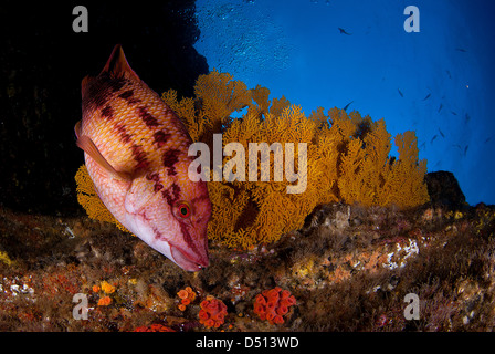 Hogfish messicano, Bodianus diplotaenia e ventilatore di mare San Benedicto isola revillagigedo arcipelago, oceano pacifico Messico Foto Stock