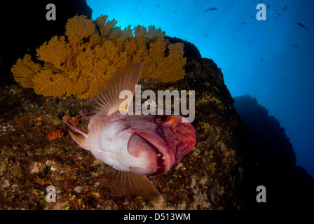 Hogfish messicano, Bodianus diplotaenia e ventilatore di mare San Benedicto isola revillagigedo arcipelago, oceano pacifico Messico Foto Stock