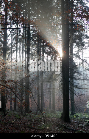 Nuovo Kätwin, Germania, rastrellando la luce nella foresta Foto Stock