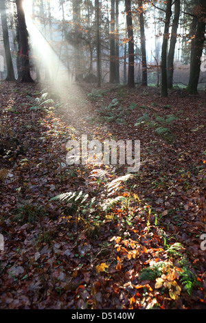 Nuovo Kätwin, Germania, rastrellando la luce nella foresta Foto Stock