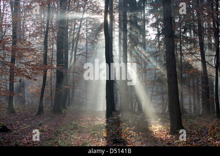 Nuovo Kätwin, Germania, rastrellando la luce nella foresta Foto Stock