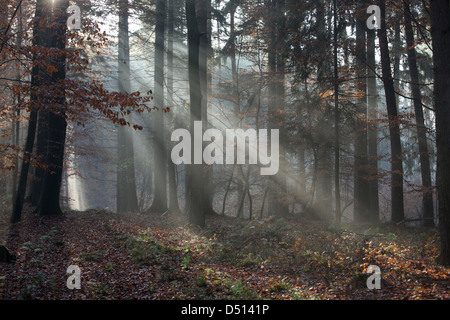 Nuovo Kätwin, Germania, rastrellando la luce nella foresta Foto Stock