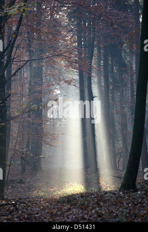 Nuovo Kätwin, Germania, rastrellando la luce nella foresta Foto Stock