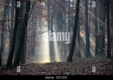 Nuovo Kätwin, Germania, rastrellando la luce nella foresta Foto Stock