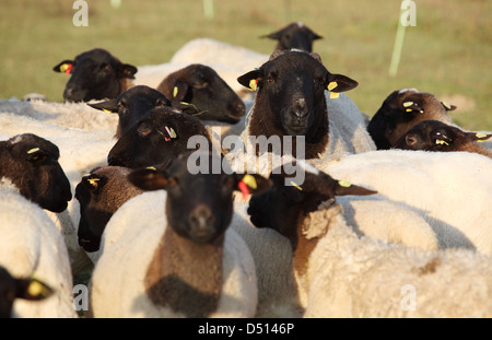 Nuovo Kätwin, Germania, Dorperschafe un allevamento su un pascolo Foto Stock