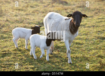 Nuovo Kätwin, Germania, Dorperschafe su un pascolo Foto Stock