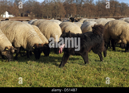 Hoppegarten, Germania, Huetehund corre davanti a un gregge di pecore Foto Stock