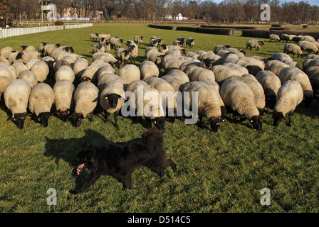 Hoppegarten, Germania, Huetehund corre davanti a un gregge di pecore Foto Stock