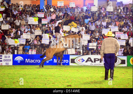 Gesù Maria, Argentina, pilota cerca su un cavallo di contraccolpi mantenendo Foto Stock