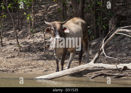 Gli animali domestici della specie bovina (Bos taurus). Una libera compresa zebù, vivere un Feral esistenza dal crollo di ranching nelle praterie di savana, Guyana. Sud America. Foto Stock