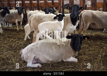 Nuovo Kätwin, Germania, Dorperschafe in un box per bambini Foto Stock