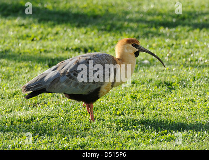 Un Nero di fronte Ibis (Theristicus melanopsis) cercando invertibrates in una fresca annaffiato prato. El Calafate, in Argentina. Foto Stock