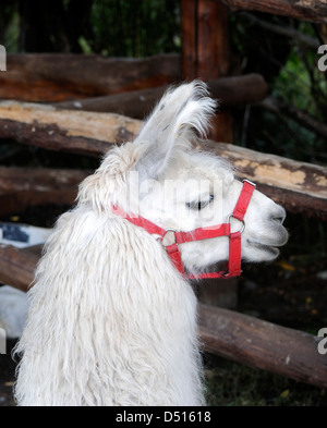 Ritratto di un Llama (Lama glama). Llamas sono addomesticati camelidi e a El Chalten sono utilizzati per il trasporto di apparecchiature. Foto Stock