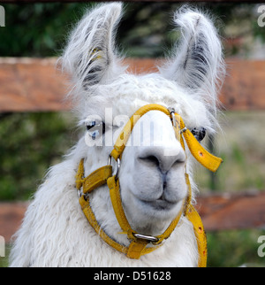 Ritratto di un Llama (Lama glama). Llamas sono addomesticati camelidi e a El Chalten sono utilizzati per il trasporto di apparecchiature. Foto Stock