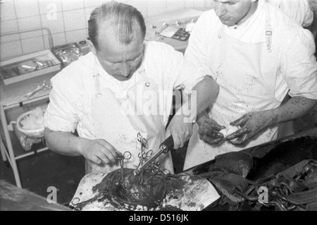 Hoppegarten, DDR, veterinario durante la chirurgia Foto Stock