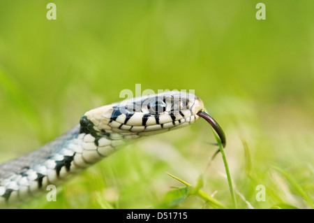 Ritratto di serpente su erba verde sullo sfondo Foto Stock