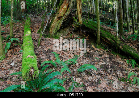 Coperte di muschio e alberi di felce in Elk Falls Provincial Park, Campbell River, Isola di Vancouver, British Columbia, Canada. Foto Stock