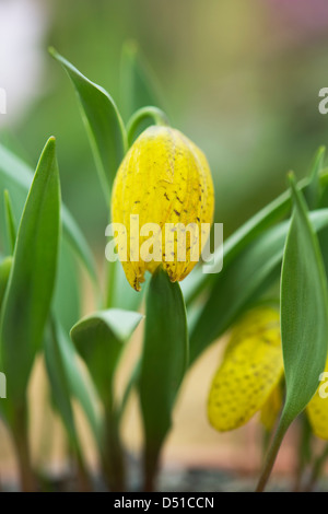 Fritillaria Bithynica. Fritillary fiore Foto Stock