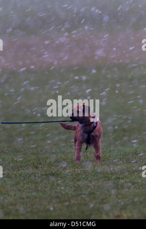 Abington Park Northampton UK. Il 22 marzo 2013. La mattina presto la pioggia, nevischio e neve in Abington Park Northampton Regno Unito come un cane attende il suo proprietario per recuperare. Credito: Keith J Smith/Alamy Live News Foto Stock
